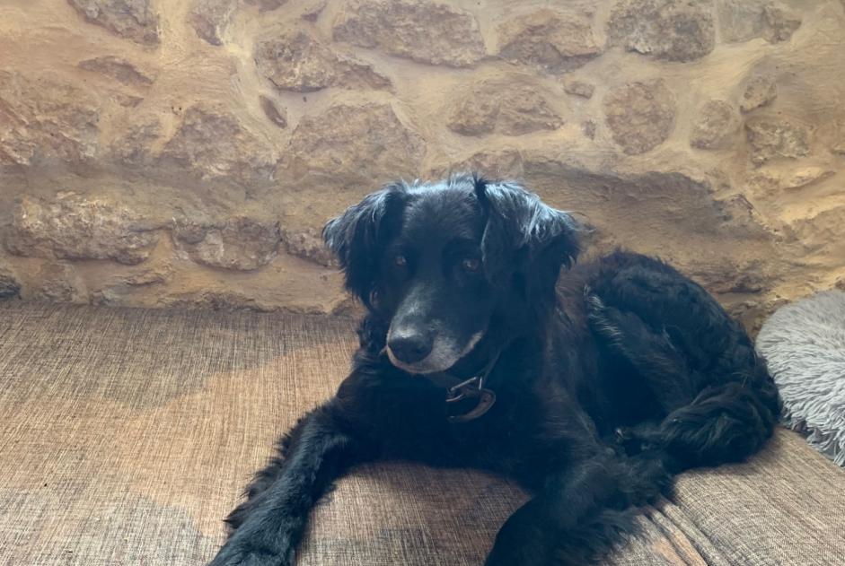 Fundmeldung Hund rassenmischung Weiblich Mertzwiller Frankreich Fundmeldung Hund rassenmischung Weiblich Mertzwiller Frankreich