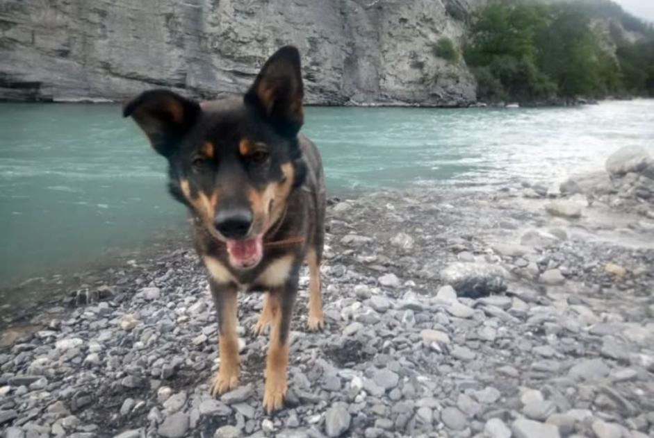 Alerte Disparition Chien croisement Mâle , 10 ans Strasbourg France Alerte Disparition Chien croisement Mâle , 10 ans Strasbourg France