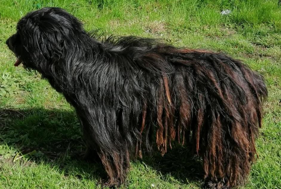 Alerte Disparition Chien  Mâle , 7 ans Neuwiller-lès-Saverne France